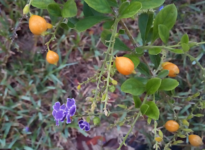 [A close view of both the five petal flowers with white edges on its purple petals and the small tomato-sized light orange globes attached to different parts of the same plant.]